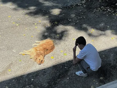 A person crouches on a paved path photographing a golden-colored dog lying on the ground nearby.